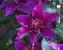 Clematis Fleuri