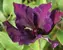 Clematis Fleuri