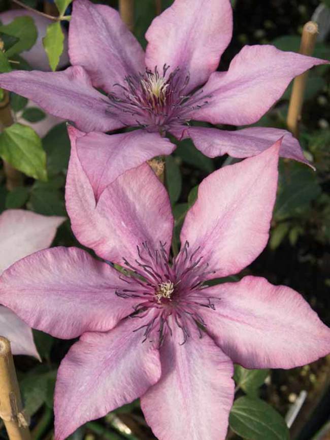 Clematis Giselle