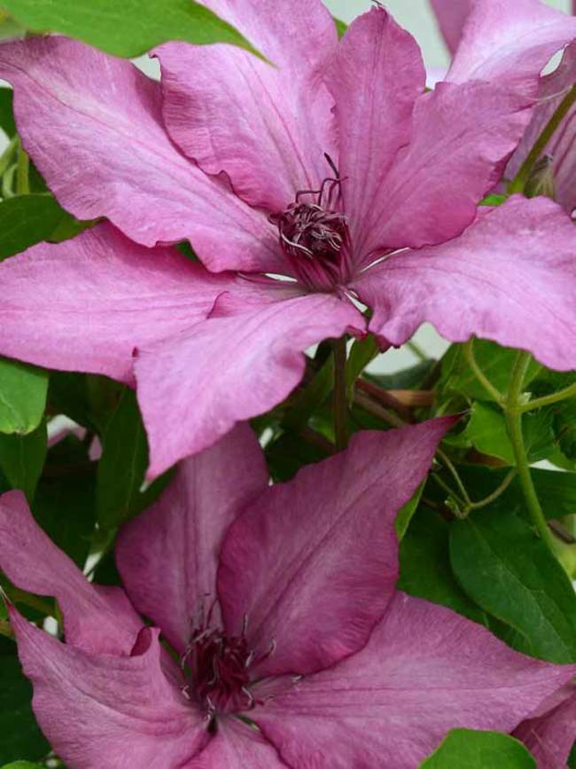 Clematis Giselle -- Bluestone Perennials
