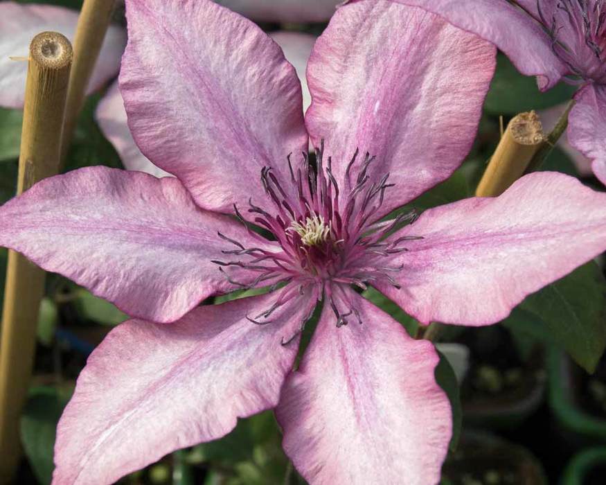 Clematis Giselle Bluestone Perennials