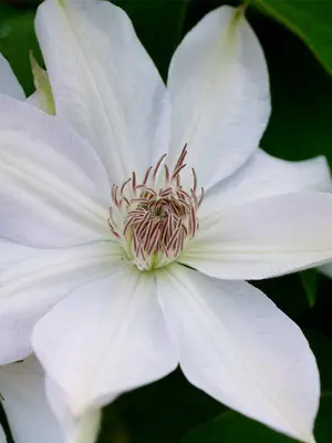 Link to Clematis Henryi