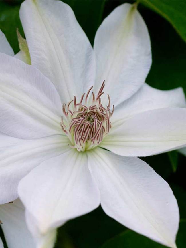 Clematis Henryi