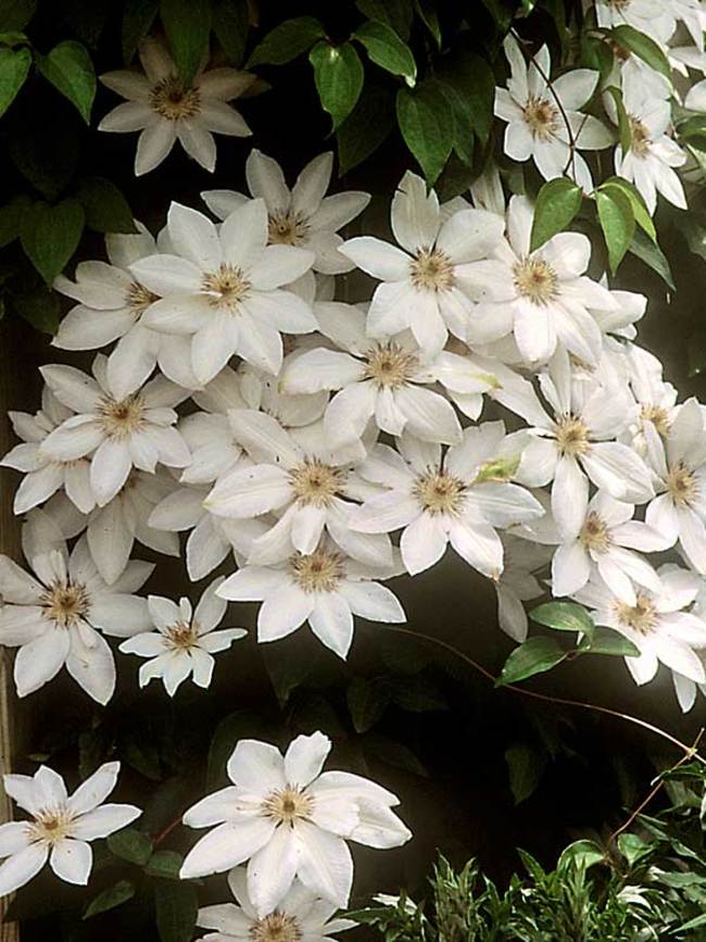 Clematis Henryi Bluestone Perennials