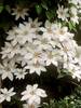 Clematis Henryi