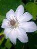 Clematis Henryi