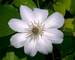 Clematis Henryi