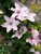 Clematis Hagley Hybrid