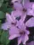Clematis Hagley Hybrid