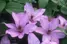 Clematis Hagley Hybrid