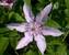 Clematis Hagley Hybrid