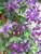 Clematis Happy Jack