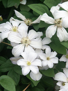 Clematis