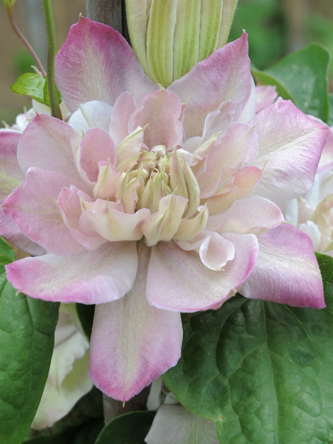 Clematis Innocent Blush | Bluestone Perennials