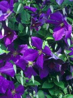 Clematis