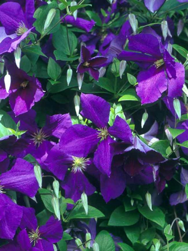 Clematis Jackmanii