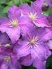 Clematis Jolly Good