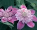 Clematis Josephine