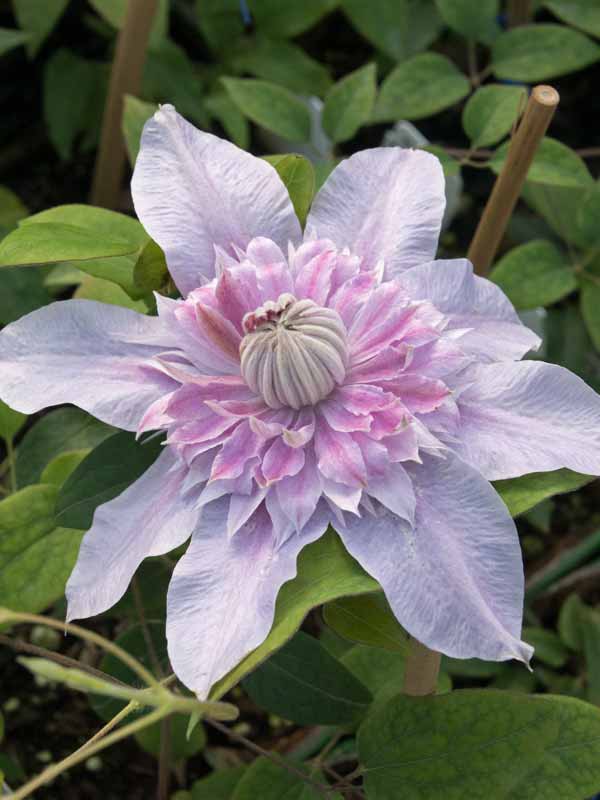 Clematis Josephine | Bluestone Perennials