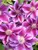 Clematis Kilian Donahue