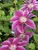 Clematis Kilian Donahue