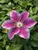 Clematis Kilian Donahue