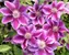 Clematis Kilian Donahue