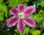 Clematis Kilian Donahue
