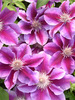 Clematis Kilian Donahue