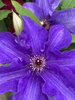 Clematis Lindsay