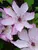 Clematis Omoshiro