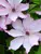 Clematis Omoshiro