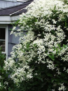 Clematis