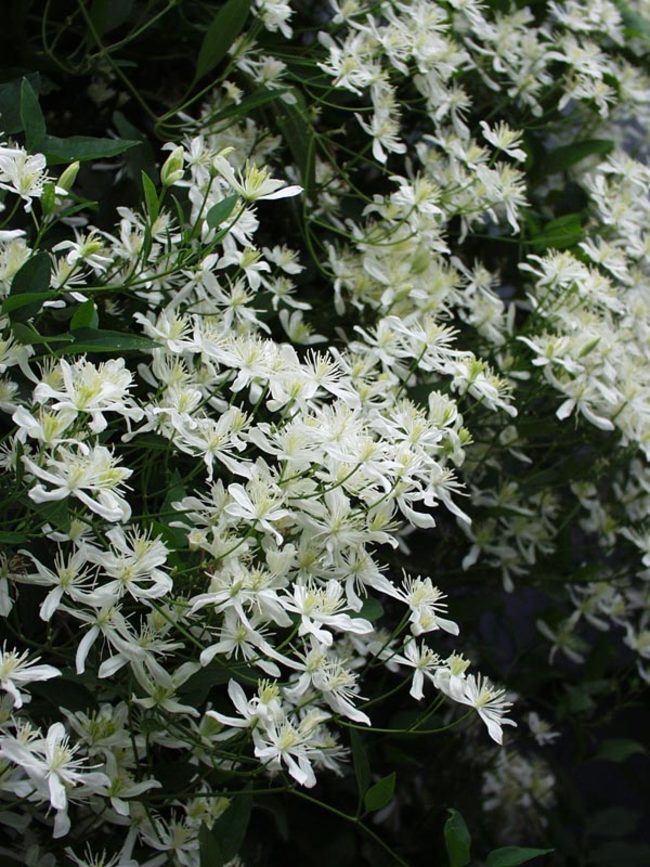 Clematis Paniculata Bluestone Perennials