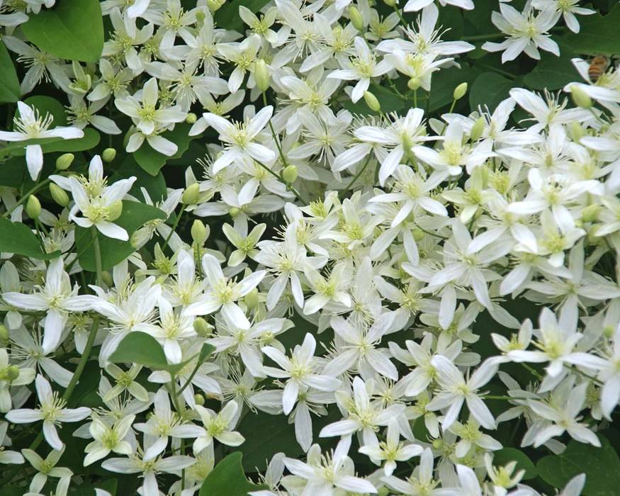 Clematis Paniculata Bluestone Perennials