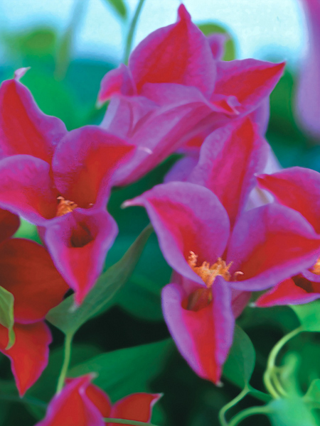 Product Viewer - Clematis Princess-Diana