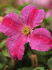 Clematis Pink Mink