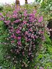 Clematis Pink Mink