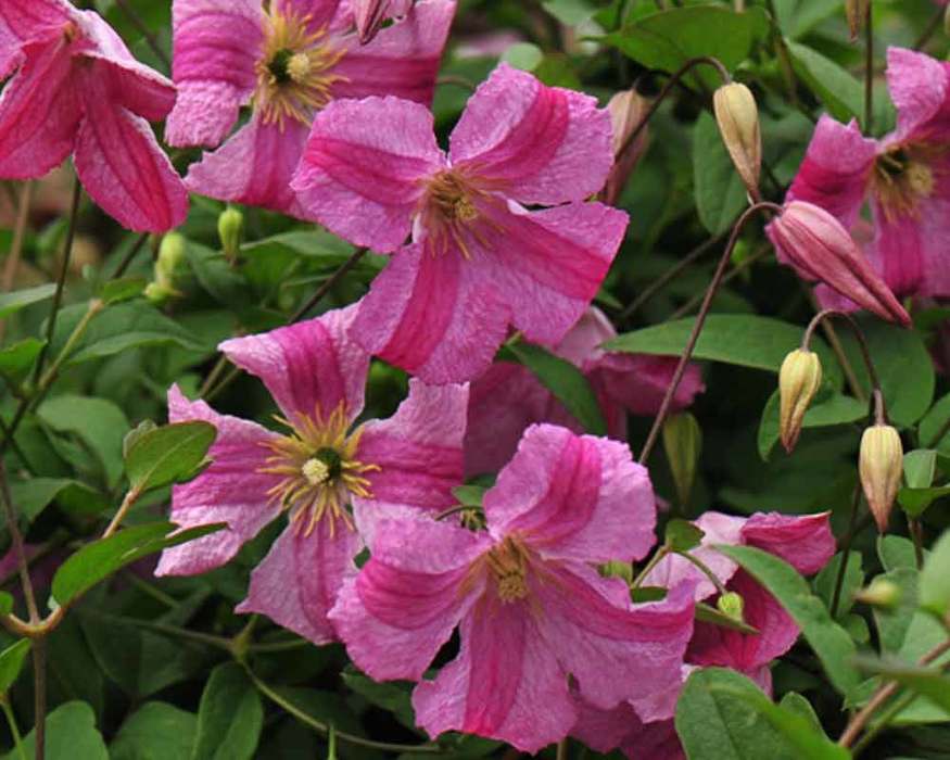 Clematis Pink Mink Bluestone Perennials