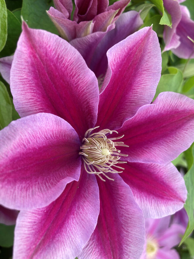 Clematis Poseidon