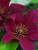 Clematis Picardy