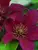 Clematis Picardy