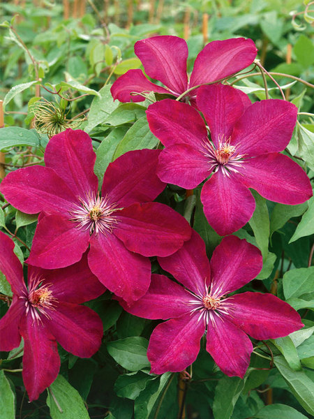 Product Viewer - Clematis Rouge Cardinal