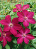 Clematis Rouge Cardinal