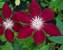 Clematis Rebecca