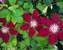 Clematis Rebecca