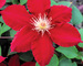 Clematis Rebecca