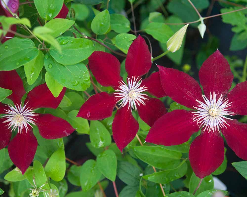 Clematis Rebecca | Bluestone Perennials