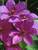 Clematis Ruby Glow