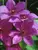 Clematis Ruby Glow